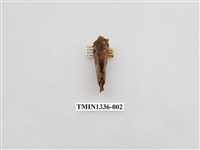 藏品(枯葉蛾科)的圖片